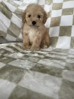 Ollie, a male Poodle - Toy  for sale in Fort Myers, FL – 1 of 7