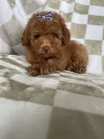 Ginger , a female Poodle - Toy  for sale in Fort Myers, FL – 3 of 6