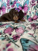 Twixie, a female Miniature Dachshund for sale in Fort Myers, FL – 6 of 6