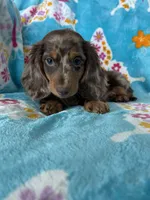 Muffin, a male Miniature Dachshund for sale in Fort Myers, FL – 6 of 9