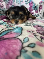 Oakley , a male Yorkshire Terrier for sale in Fort Myers, FL – 5 of 9