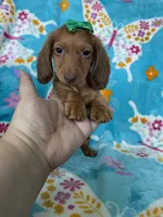 Dotty, a female Miniature Dachshund for sale in Fort Myers, FL – 3 of 7