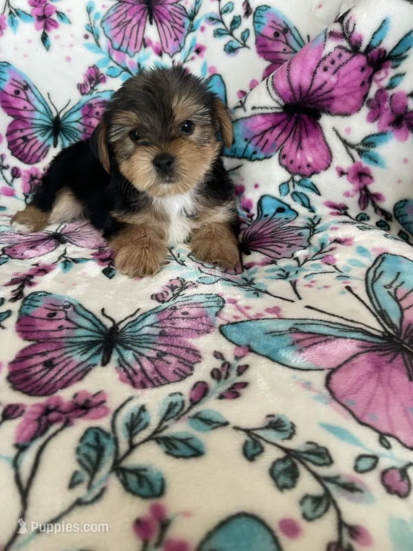 Alfie – Yorkshire Terrier puppy for sale in Fort Myers, FL