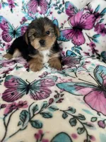 Alfie, a male Yorkshire Terrier for sale in Fort Myers, FL – 1 of 8