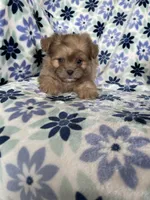 Gizmo, a male Shihpoo for sale in Fort Myers, FL – 5 of 9
