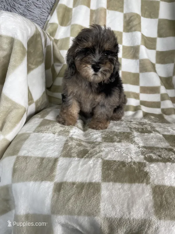 Waffles  – Poodle - Toy  puppy for sale in Fort Myers, FL