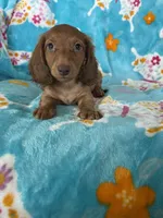 Truffle, a male Miniature Dachshund for sale in Fort Myers, FL – 6 of 7