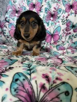 Murphy, a male Miniature Dachshund for sale in Fort Myers, FL – 4 of 6