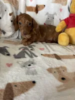 Cinnamon , a female Miniature Dachshund for sale in Fort Myers, FL – Photo 3 of 6