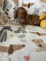 Cinnamon , a female Miniature Dachshund for sale in Fort Myers, FL – Photo 4 of 6