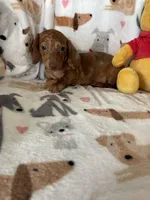 Cinnamon , a female Miniature Dachshund for sale in Fort Myers, FL – Photo 5 of 6