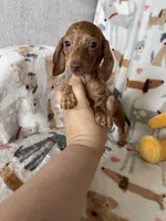 Cinnamon , a female Miniature Dachshund for sale in Fort Myers, FL – Photo 2 of 6