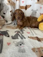 Cinnamon , a female Miniature Dachshund for sale in Fort Myers, FL – Photo 6 of 6