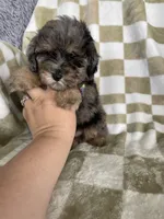 Waffles , a male Poodle - Toy  for sale in Fort Myers, FL – 4 of 5