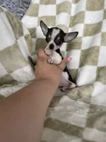 Teacup Louie , a male Chihuahua for sale in Fort Myers, FL – 4 of 7