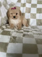 Stella , a female Poodle - Toy  for sale in Fort Myers, FL – 2 of 7