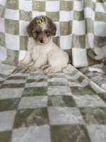 Mila, a female Poodle - Toy  for sale in Fort Myers, FL – 6 of 7