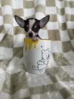 Teacup Louie , a male Chihuahua for sale in Fort Myers, FL – 2 of 7