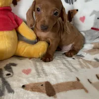 Churro, a male Miniature Dachshund for sale in Fort Myers, FL – Photo 1 of 6