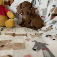 Churro, a male Miniature Dachshund for sale in Fort Myers, FL – Photo 6 of 6