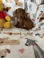 Caramel , a male Miniature Dachshund for sale in Fort Myers, FL – Photo 6 of 6