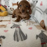 Churro, a male Miniature Dachshund for sale in Fort Myers, FL – Photo 5 of 6