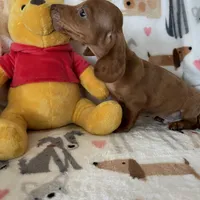 Churro, a male Miniature Dachshund for sale in Fort Myers, FL – Photo 4 of 6