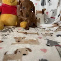 Churro, a male Miniature Dachshund for sale in Fort Myers, FL – Photo 3 of 6