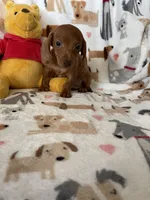 Caramel , a male Miniature Dachshund for sale in Fort Myers, FL – Photo 3 of 6