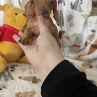 Churro, a male Miniature Dachshund for sale in Fort Myers, FL – Photo 2 of 6