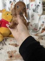 Caramel , a male Miniature Dachshund for sale in Fort Myers, FL – Photo 2 of 6