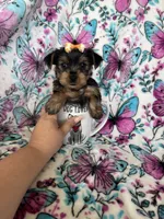 Gigi, a female Yorkshire Terrier for sale in Fort Myers, FL – 4 of 10