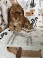 Leo, a male Cavapoo for sale in Fort Myers, FL – 1 of 6