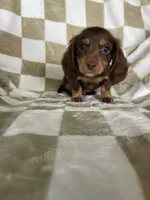 Rollo, a male Miniature Dachshund for sale in Fort Myers, FL – 6 of 6