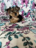 Millie , a female Yorkshire Terrier for sale in Fort Myers, FL – 6 of 8