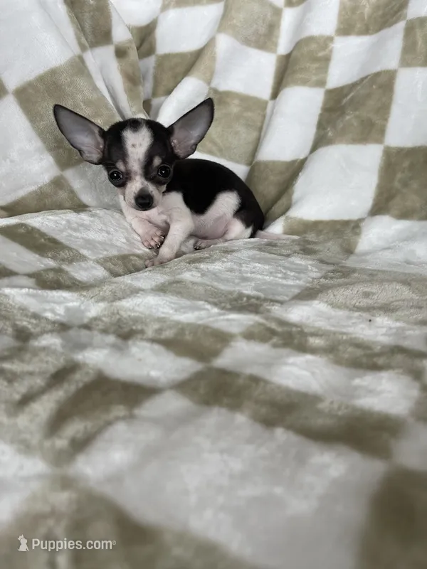 Teacup Louie  – Chihuahua puppy on hold in Fort Myers, FL