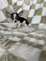 Teacup Louie , a male Chihuahua for sale in Fort Myers, FL – 1 of 7