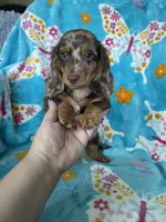 Muffin, a male Miniature Dachshund for sale in Fort Myers, FL – 3 of 9