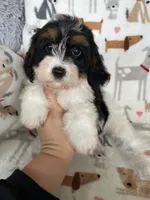Biscuit , a male Cavapoo for sale in Fort Myers, FL – 6 of 6