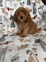 Rusty , a male Cavapoo for sale in Fort Myers, FL – 3 of 7