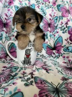 Alfie, a male Yorkshire Terrier for sale in Fort Myers, FL – 5 of 8