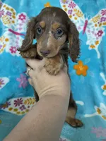 Fudge, a male Miniature Dachshund for sale in Fort Myers, FL – 3 of 6
