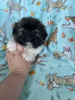 Biscuit , a male Bichon Frise and Shih Tzu for sale in Fort Myers, FL – Photo 4 of 5