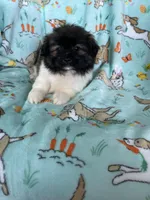 Biscuit , a male Bichon Frise and Shih Tzu for sale in Fort Myers, FL – Photo 5 of 5