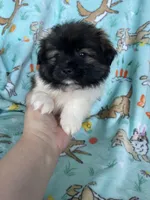 Biscuit , a male Bichon Frise and Shih Tzu for sale in Fort Myers, FL – Photo 2 of 5