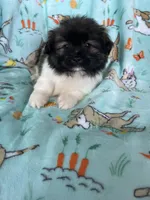 Biscuit , a male Bichon Frise and Shih Tzu for sale in Fort Myers, FL – Photo 3 of 5