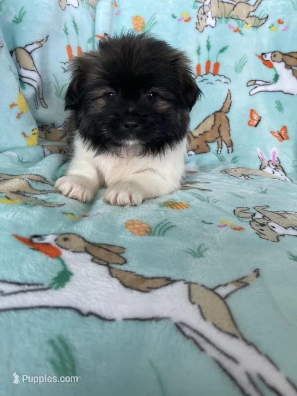 Biscuit  – Bichon Frise, Shih Tzu puppy for sale in Fort Myers, FL