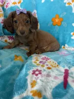 Penny, a female Miniature Dachshund for sale in Fort Myers, FL – 6 of 6