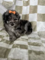Luna, a female Poodle - Toy  for sale in Fort Myers, FL – 5 of 7