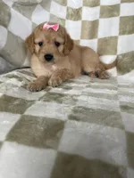 Phoebe , a male Miniature Goldendoodle for sale in Fort Myers, FL – 7 of 7